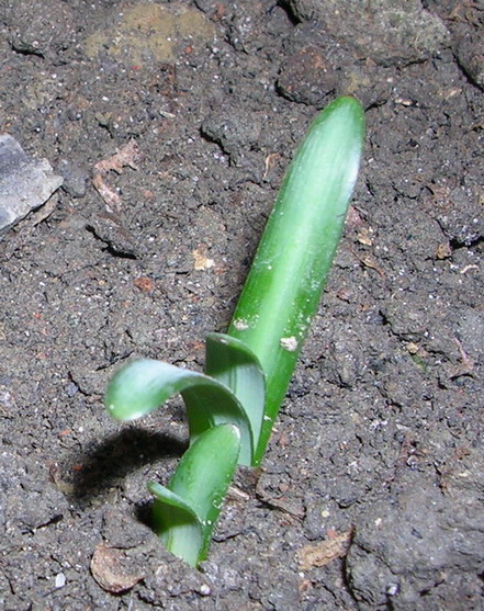 ��ʼ������