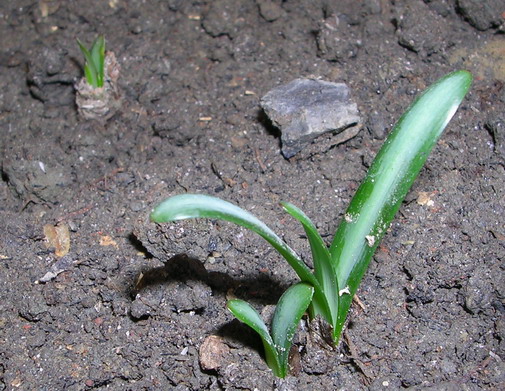 ��ʼ������