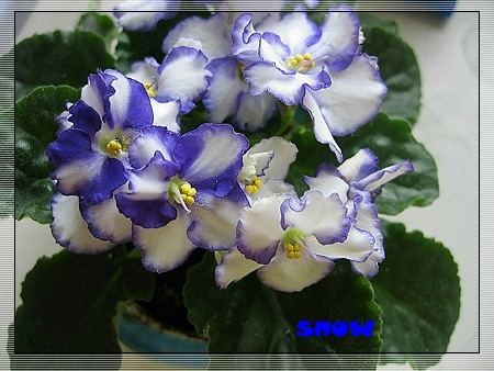 [����]ǿ��Ҫ������ѩ�����������������