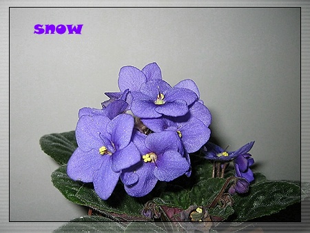 [����]ǿ��Ҫ������ѩ�����������������