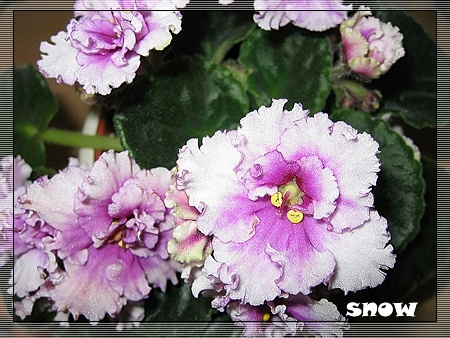 [����]ǿ��Ҫ������ѩ�����������������