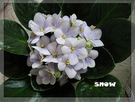 [����]ǿ��Ҫ������ѩ�����������������