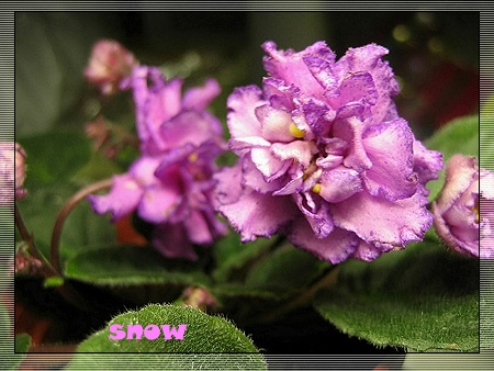 [����]ǿ��Ҫ������ѩ�����������������