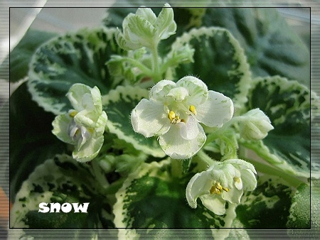 [����]ǿ��Ҫ������ѩ�����������������