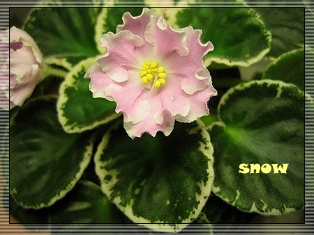 [����]ǿ��Ҫ������ѩ�����������������