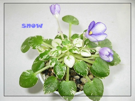 [����]ǿ��Ҫ������ѩ�����������������