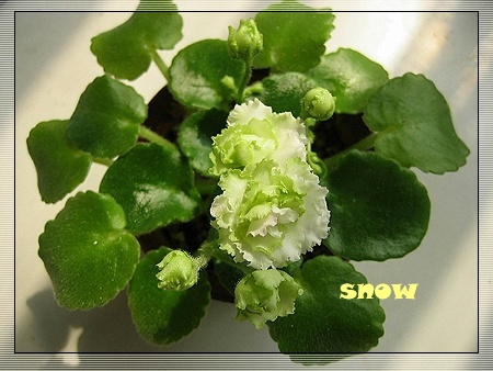 [����]ǿ��Ҫ������ѩ�����������������