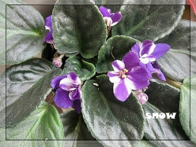 [����]ǿ��Ҫ������ѩ�����������������