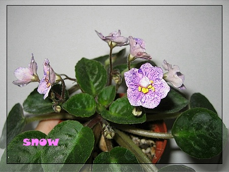 [����]ǿ��Ҫ������ѩ�����������������