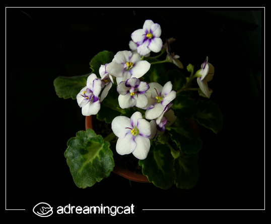 [��ˮ]��������ˮ��