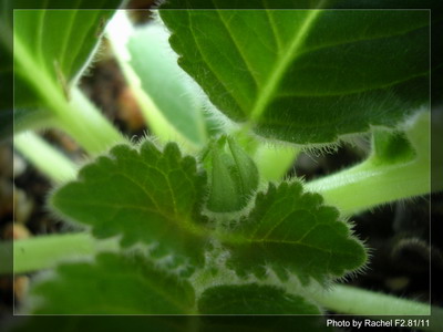 [����]Rachel������С�ǣ�P5HK����Ҷ�����б����ˣ�