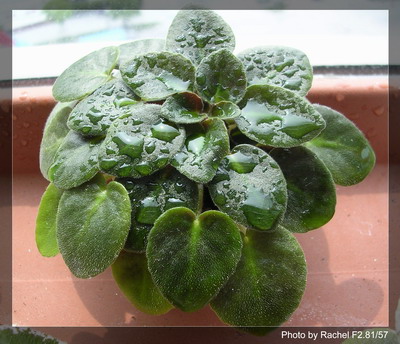 [����]Rachel������С�ǣ�P5HK����Ҷ�����б����ˣ�