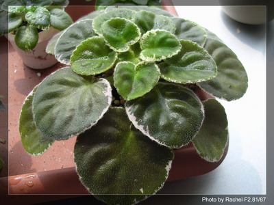 [����]Rachel������С�ǣ�P5HK����Ҷ�����б����ˣ�