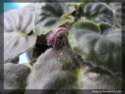 [����]Rachel������С�ǣ�P5HK����Ҷ�����б����ˣ�