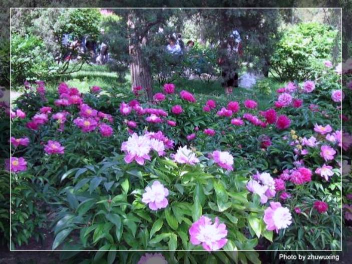 ���ô��ĵ���ҩ