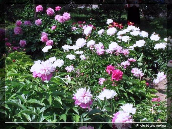 ���ô��ĵ���ҩ