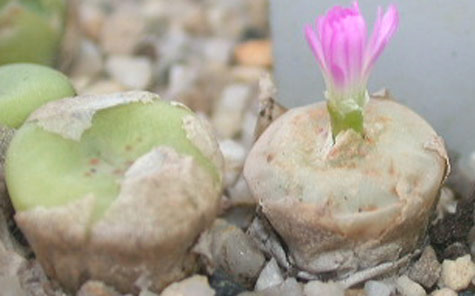 [����]��׶����---55¥��ʼ������ͨ��---