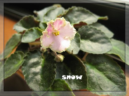 [����]ǿ��Ҫ������ѩ�����������������