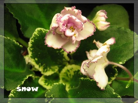 [����]ǿ��Ҫ������ѩ�����������������