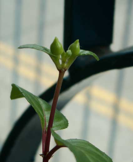 ���ֵ���--��ϲ�����������ҿ�