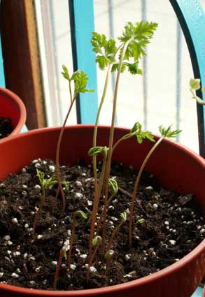 ���ֵ���--��ϲ�����������ҿ�