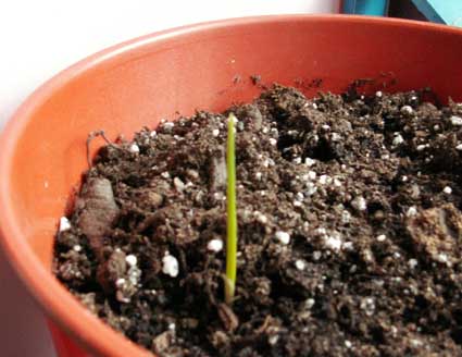 ���ֵ���--��ϲ�����������ҿ�