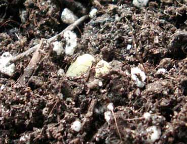 ���ֵ���--��ϲ�����������ҿ�