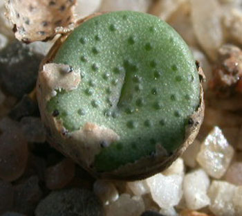 [����]��׶����---55¥��ʼ������ͨ��---