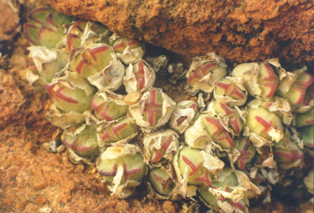 [����]��׶����---55¥��ʼ������ͨ��---