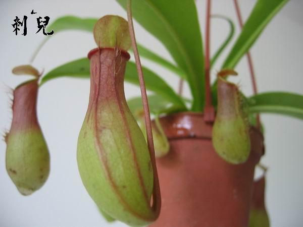����һ���ª��������