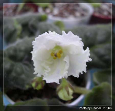 [����]Rachel������С�ǣ�P8Ű����