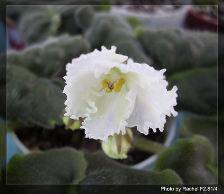 [����]Rachel������С�ǣ�P8Ű����