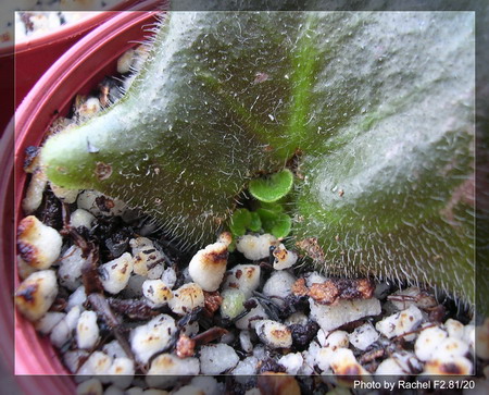 [����]Rachel������С�ǣ�P8Ű����