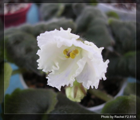 [����]Rachel������С�ǣ�P8Ű����