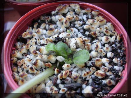 [����]Rachel������С�ǣ�P8Ű����