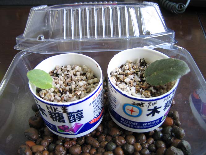 ���¿�ʼ----�յ���һ����Ҷ