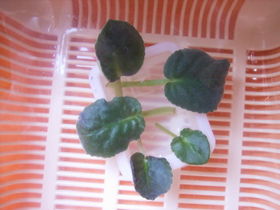 һЩҶ�ӳ����ˣ�һЩҶ�Ӹ��յ�����