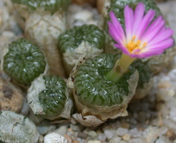 [����]��׶����---55¥��ʼ������ͨ��---