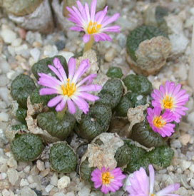 [����]��׶����---55¥��ʼ������ͨ��---