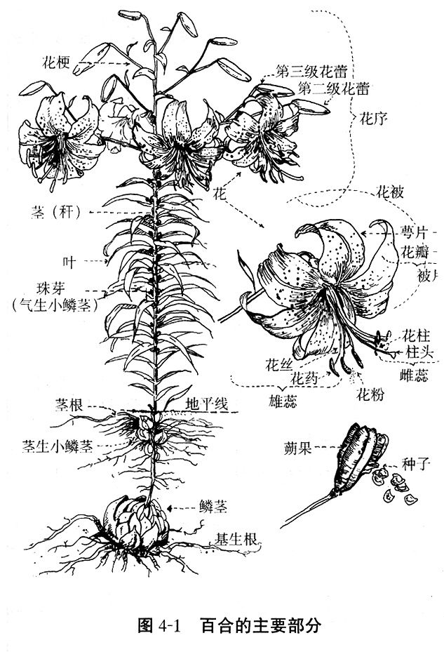 �����ҵİٺ���ô��!!