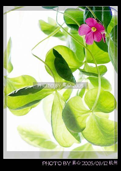 ��ܽ��������