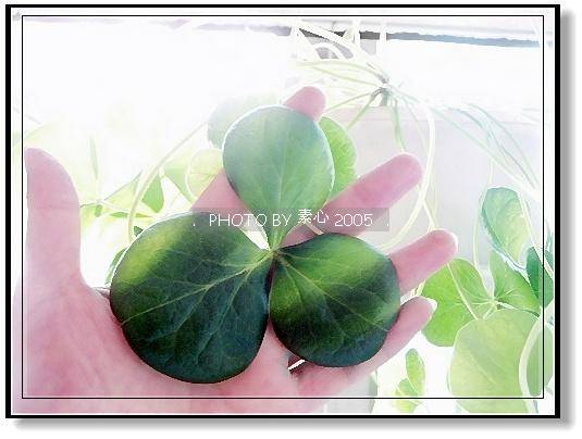 ��ܽ��������