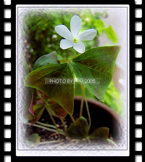 ��ܽ��������