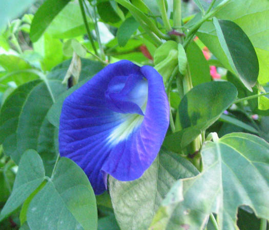 ���Ӳ�԰���ȼ�ţ�Ϳ�ȸ�ݣ�P7��