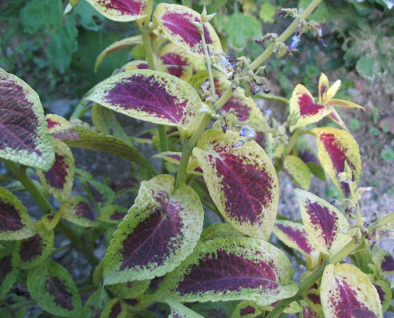 ���Ӳ�԰���ȼ�ţ�Ϳ�ȸ�ݣ�P7��