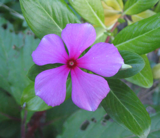 ���Ӳ�԰���ȼ�ţ�Ϳ�ȸ�ݣ�P7��