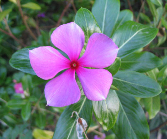 ���Ӳ�԰���ȼ�ţ�Ϳ�ȸ�ݣ�P7��