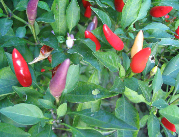 ���Ӳ�԰���ȼ�ţ�Ϳ�ȸ�ݣ�P7��