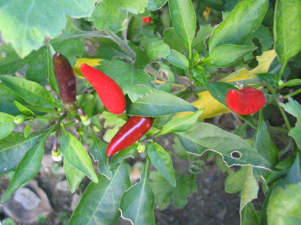 ���Ӳ�԰���ȼ�ţ�Ϳ�ȸ�ݣ�P7��