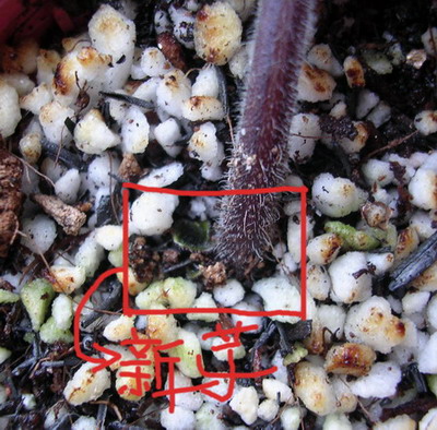 [����]Rachel������С�ǣ�P9��10 ������һĨ���ϣ�